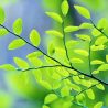 “Sun Sneaks Through Leaves”